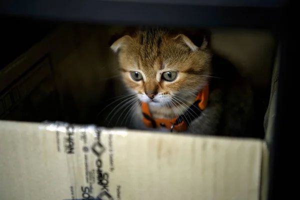 Striped Scottish Fold Kitten Playing Naughty Secretly Box Dark Looking — 스톡 사진