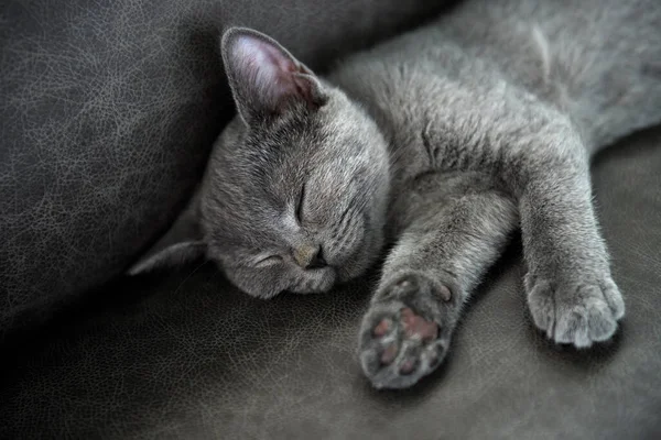 The kitten is sleeping soundly. Front view, full smiley face, relaxed posture, British Shorthair cat. Blue color comfortably on the dark gray sofa in the house,