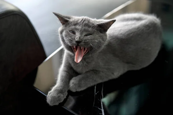 The kitten is opening its mouth completely. It yawned, saw teeth and tongue. Very funny and cute, a blue British Shorthair cat sitting on a black coffee table in the house.