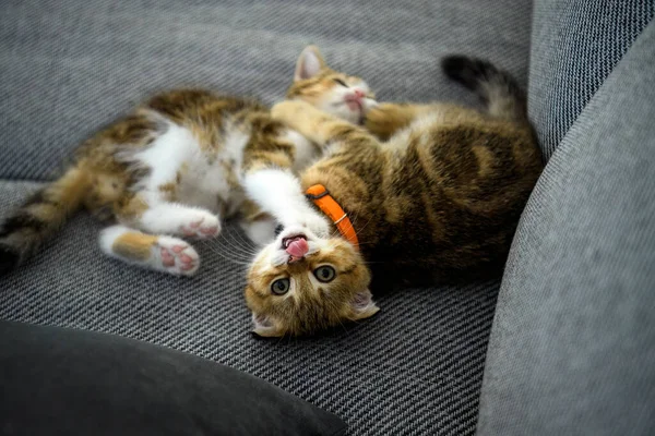 Two Striped Kittens Playing Dark Fabric Sofa Orange Striped Scottish — Stock Photo, Image
