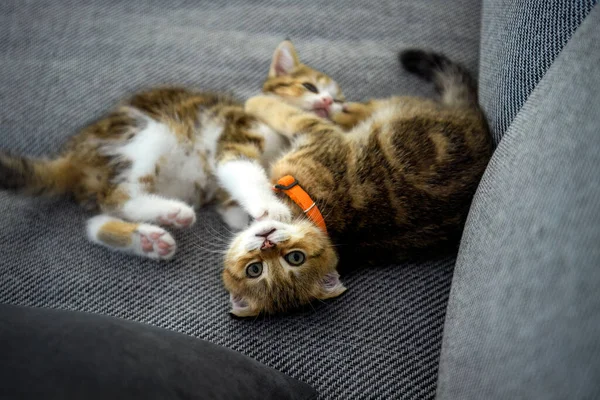 Dois Gatinhos Listrados Estão Jogando Sofá Tecido Escuro Gato Escocês — Fotografia de Stock