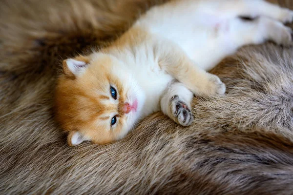 Mały Kotek Jest Śpiący Brązowym Futrzanym Dywanie Złotym Brytyjskim Krótkowłosym — Zdjęcie stockowe