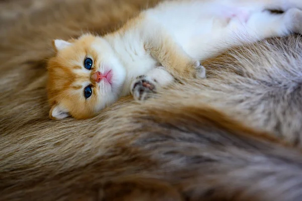 Kleines Kätzchen Schläfrig Auf Braunem Fellteppich Goldene Britisch Kurzhaarkatze Reinrassig — Stockfoto