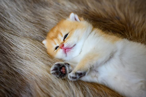 Pequeño Gatito Somnoliento Una Alfombra Piel Marrón Dorado Británico Taquigrafía — Foto de Stock