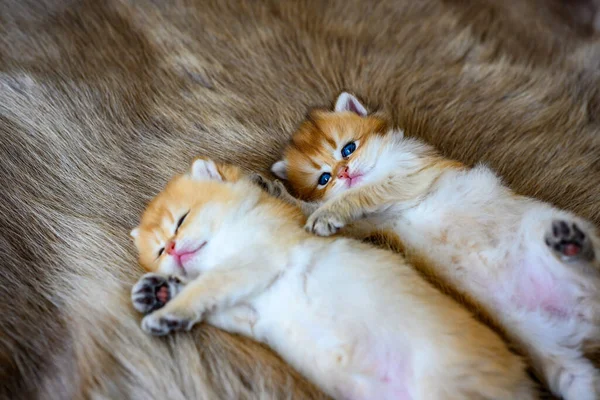 Δύο Μικρά Γατάκια Νυστάζουν Και Ξαπλώνουν Ένα Καφέ Γούνινο Χαλί — Φωτογραφία Αρχείου