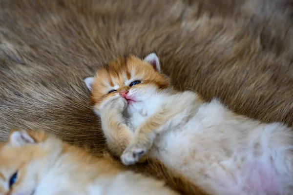 Gatinho Está Deitado Seu Estômago Lambendo Suas Pernas Dianteiras Tapete — Fotografia de Stock