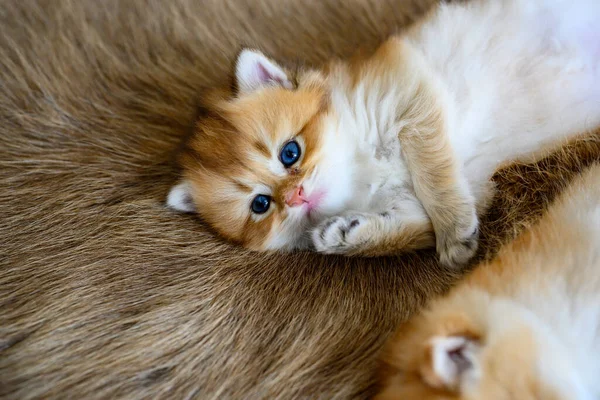 两只小猫咪昏昏欲睡 躺在一条褐色的毛毯上 这是一只纯种的英国金毛猫 漂亮又可爱舒服地躺在毛茸茸的地毯上 软硬的 从上往下看 — 图库照片