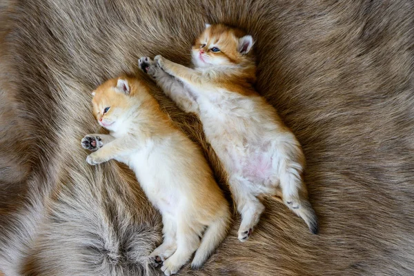 Dois Gatinhos Pequenos Estão Sonolentos Deitados Tapete Pele Marrom Gato — Fotografia de Stock