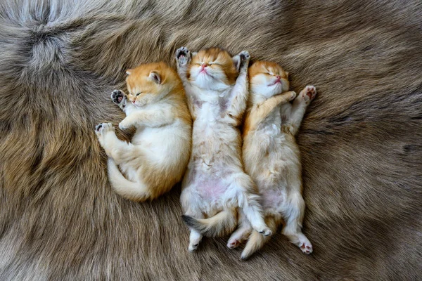 Vários Gatinhos Estavam Deitados Seus Estômagos Tapete Marrom Vista Superior — Fotografia de Stock