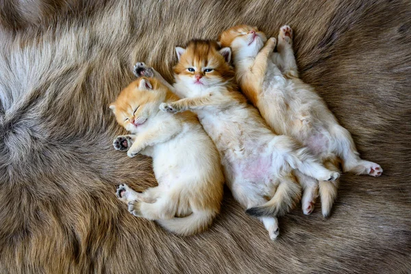 Vários Gatinhos Estavam Deitados Seus Estômagos Tapete Marrom Vista Superior — Fotografia de Stock