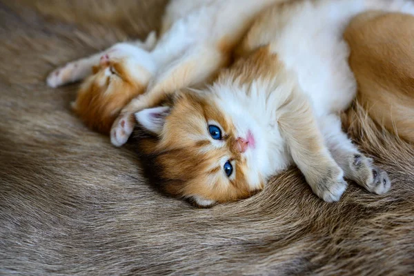 Two Little Kittens Sleepy Lying Brown Fur Carpet Golden British — Stock Photo, Image