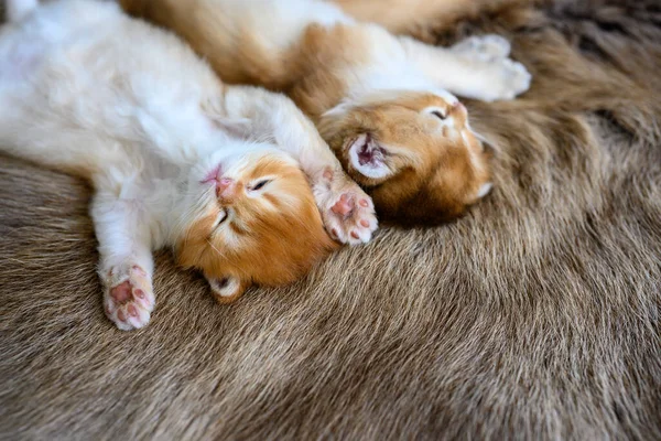 Vários Gatinhos Estavam Deitados Seus Estômagos Tapete Marrom Vista Superior — Fotografia de Stock