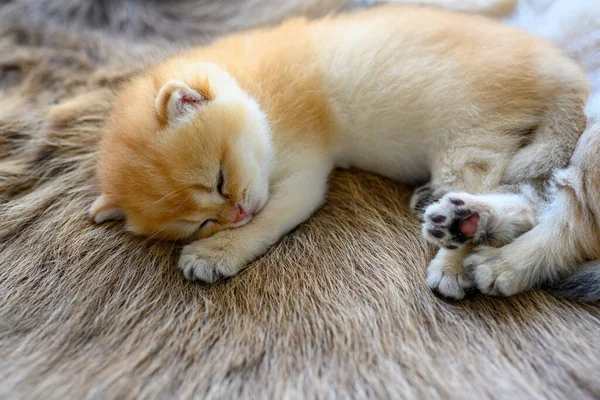 Pequeno Gatinho Dormindo Tapete Pele Marrom Dourado Britânico Shorthair Gato — Fotografia de Stock