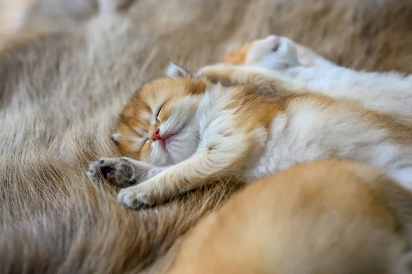 Mały Kociak Śpiący Brązowym Futrzanym Dywanie Złoty Brytyjski Kot Czysty — Zdjęcie stockowe