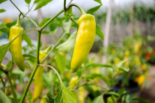 pepper plant hanging in kitchen garden, homegrown pepper vegetable growing nature