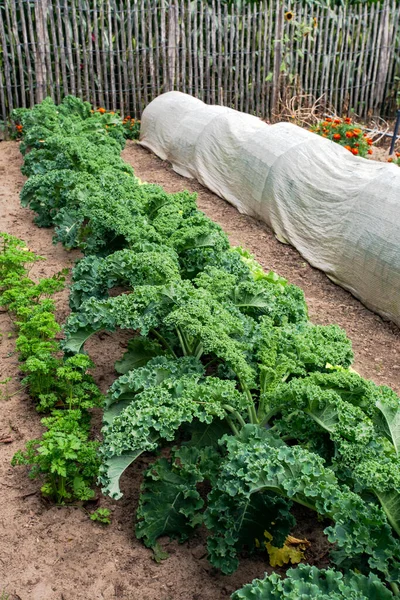 Green Lettuce Salad Kitchen Garden Organic Vegetables Herbs Flowers Garden — Stock Photo, Image