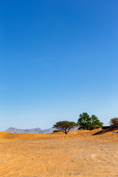 阿拉伯联合酋长国沙漠景观 背景为野生盖夫树 沙丘上的轮胎痕迹和山脉 — 图库照片