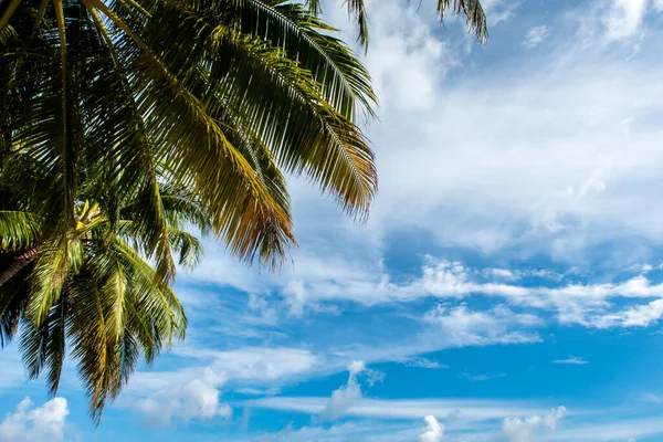 Zelené Živé Palmové Listy Pozadí Modré Oblohy Bílými Mraky Tropická — Stock fotografie