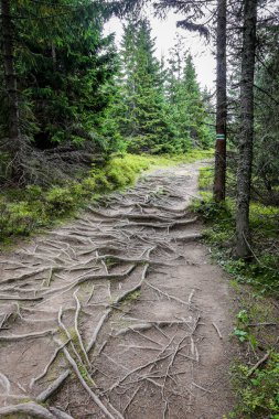 Ürkütücü, karanlık ve dar dağ patikaları, verimli kozalaklı ormanlarda, yerde yoğun kök ağlarıyla, Tatra Dağları, Polonya.