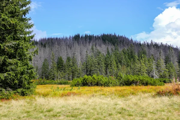 在波兰的塔特拉山 秋天的色彩带着松树和云杉 还有罗琳 瓦茨蒙兹卡冰川上干枯的黄草 — 图库照片