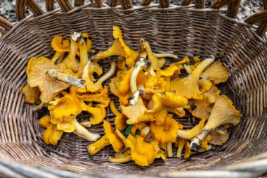 Polonya 'da sonbaharda mantar avında toplanan taze çiğ Chanterelles (Cantharellus) mantarlarıyla dolu sepet..