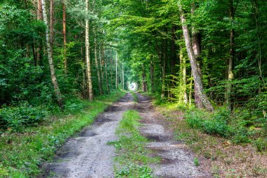 Polonya 'daki Puszcza Marianska Doğa Koruma Alanındaki ağaçlarla dolu verimli yaprak döken ormanda düz toprak yol..