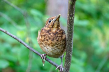 Juvenile common blackbird (Turdus merula), small brown bird with spotted plumage sitting on a tree branch in Puszcza Marianska Nature Reserve in Poland. clipart