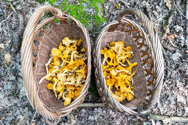 波兰秋天采摘蘑菇时收集了两个柳条筐 里面装满了新鲜的生香菇 — 图库照片