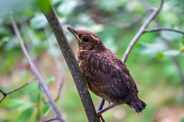 Pájaro Negro Común Juvenil Turdus Merula Pequeño Pájaro Marrón Con — Foto de Stock