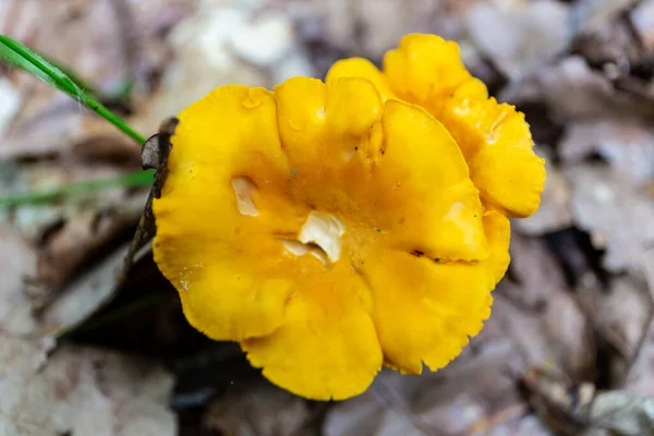 Žlutá Divoká Chanterelle Cantharellus Houba Víčko Rostoucí Vlhkém Podrostu Lese — Stock fotografie
