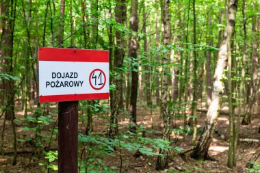 Puszcza Marianska Doğa Rezervi ormanında, Polonya 'da ağaçlarla çevrili kırmızı 