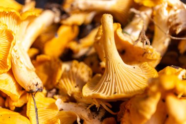 Polonya 'da sonbaharda mantar avı sırasında toplanan taze çiğ Chanterelles (Cantharellus) mantarlarının yakın çekim görüntüsü.