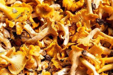 Polonya 'da sonbaharda mantar avı sırasında toplanan taze çiğ Chanterelles (Cantharellus) mantarları, yakın çekim.