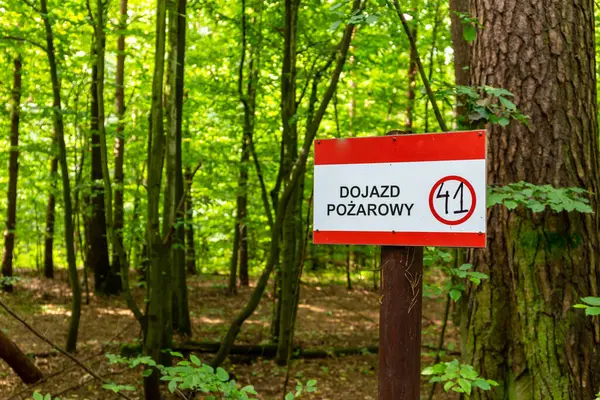 Puszcza Marianska Doğa Rezervi ormanında, Polonya 'da ağaçlarla çevrili kırmızı 