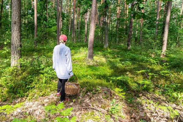 Hasır sepetli kadın Polonya 'da bir ormanda mantar avlıyor..