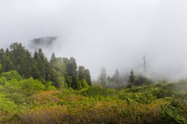 Gürcistan 'ın Racha bölgesindeki Khvamli Dağları' nda ladin, çam ve fındık ağaçlarıyla kaplı sisli kozalaklı ve yaprak döken orman ve çayır..