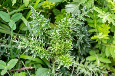 Gürcistan 'daki Khvamli Dağları' nda yeşil dikenli yapraklar yakından görünüyor..