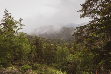 Foggy and misty mixed lush forest of Lesser Caucasus seen from Zekari Pass, Meskheti mountain range, Georgia.