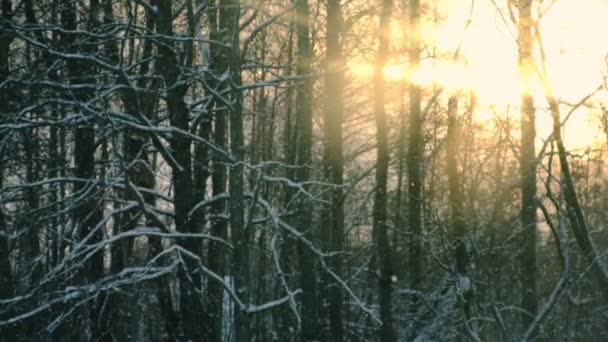 Silný sníh na slunném lese. Krásná zimní krajina sněhu a rozmazané stromy pozadí. Slow motion 200 fps padajících sněhových vloček. Slunce a sněhové počasí, mrazivý chladný den. Žluté teplé sluneční světlo