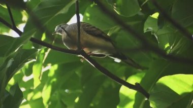 Bir dala tünemiş bir kuş