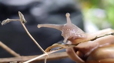A snail is climbing a branch.