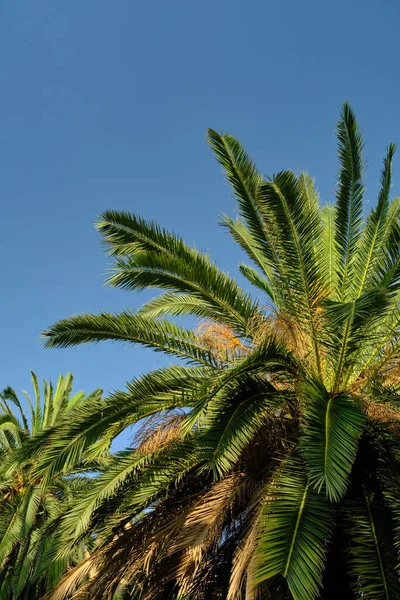 Toppar palmer mot himlen — Stockfoto