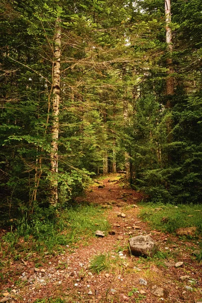 Шлях до хвойного лісу — стокове фото