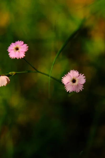 Kis rózsaszín virágok a lombozatban — Stock Fotó