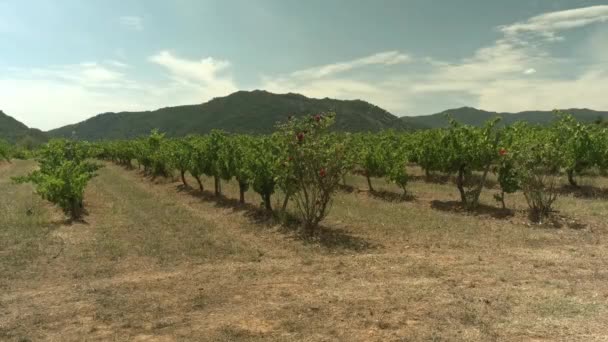 Un campo con hermosas hileras de uvas — Vídeos de Stock