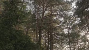 Dağ kozalaklı orman sisli