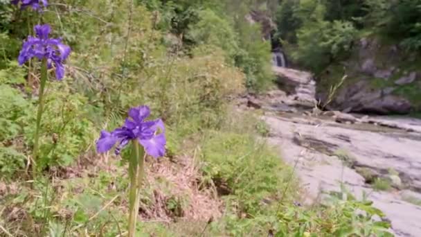 Vue sur une rivière de montagne rapide — Video