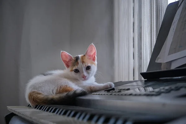 钢琴上的三色猫 — 图库照片