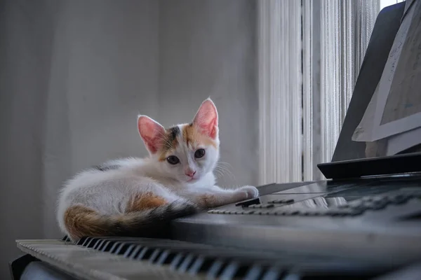 피아노 위에 앉아 있는 세 마리의 고양이 — 스톡 사진