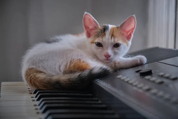Piyanonun üzerindeki üç renkli kedi yavrusu — Stok fotoğraf